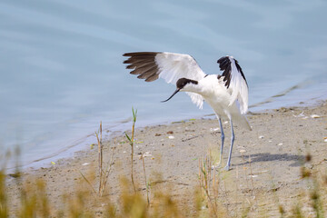 A Pied Avocet walking near water sunny day