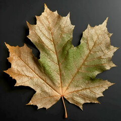 Fall old Maple leaf