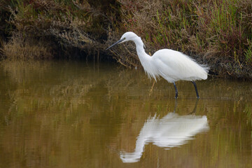 A Little Egret walking in the water looking for food