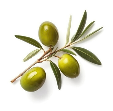 Olive twig with several olives