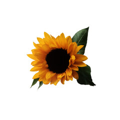 Yellow cutout sunflowers with leaves, isolated bright object on the white background for decor, harvest time design, invitations, soft focus and clipping path