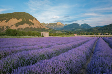 Afternoon summer light on a violet lavender field near Chatillon en Diois in the south of France...