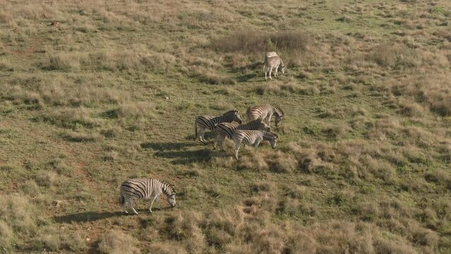 Drone aerial of a small Zebra herd in the wild on an early morning