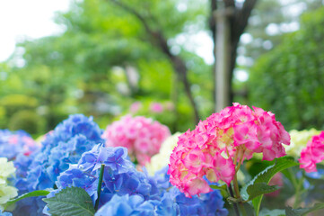 Obraz premium 広島 梅雨の縮景園を彩る美しいピンクの紫陽花