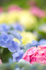 広島 梅雨の縮景園に奥ゆかしく咲くピンク色の紫陽花