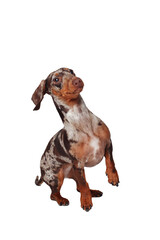 Marble dachshund girl, very funny. Portrait of a dog. White background