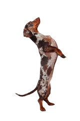 Marble dachshund girl. The dog is barking and having fun. Eats goodies. White background