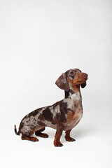 Marble dachshund girl, very funny. Portrait of a dog. White background