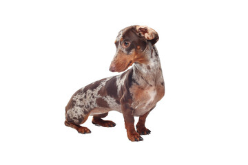 Marble dachshund girl, very funny. Portrait of a dog. White background