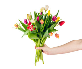 Giving tulip flowers as a gift. Isolated on transparent white background