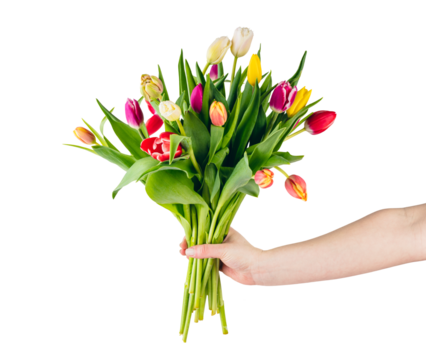 Giving tulip flowers as a gift. Isolated on transparent white background