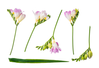 Flower parts floral collection isolated on transparent white background