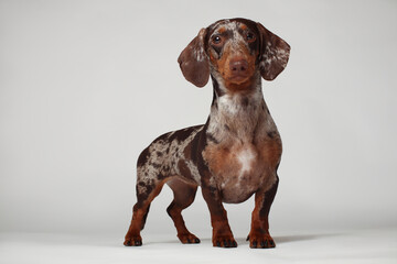 Marble dachshund girl, very funny. Portrait of a dog. White background