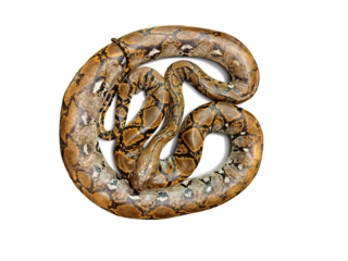 Burmese python  isolated PNG transparent