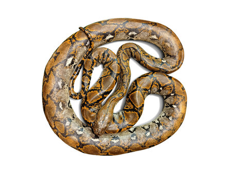 Burmese python  isolated PNG transparent