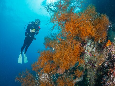 Scuba diver swimming by a coral reef, Indonesia