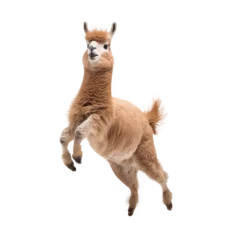 Foto auf Alu-Dibond alpaca jumping isolated on white background © purich