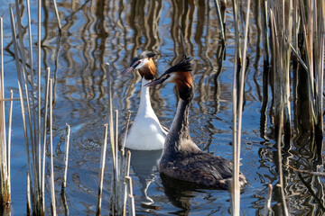 Great crested grebe courtship ritual