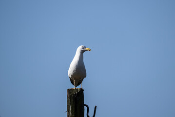 a large seagull near the lake in search of fish in the spring on a sunny day