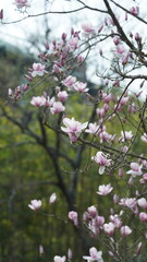 The beautiful flowers blooming in the garden in spring with the warm sunlight