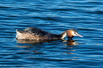 Great Crested Grebe (Podiceps cristatus)