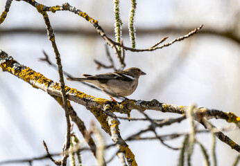 reed bunting sings songs on a branch in the spring on a sunny day
