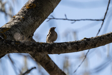 beautiful bird sings spring songs on a sunny day