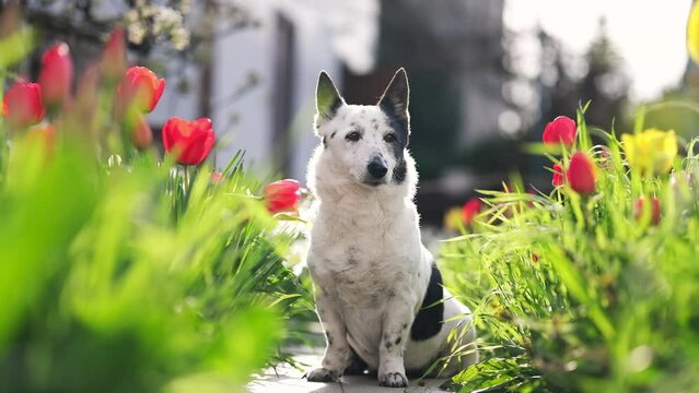 A black and white mongrel dog sits among the flowers, basks in the sun.
