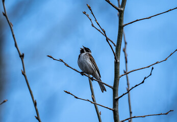 reed bunting sings songs on a branch in the spring on a sunny day