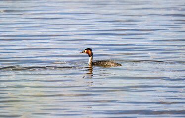 crested duck on green water looking for food on a sunny day