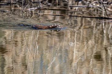 a brown otter swims in the lake among the yellow reeds in search of food