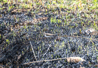 brown carrier near the lake looking for food on a sunny day