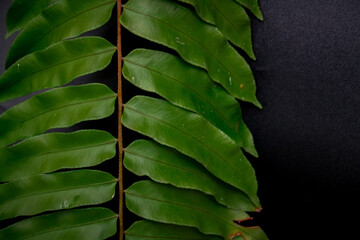 Green fern leaf on black background. Close up of green fern leaf
