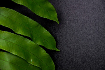 Green fern leaf on black background. Close up of green fern leaf