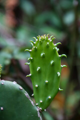 Close up of a cactus in the garden, selective focus.