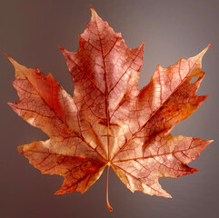Naklejka na ściany i meble Fall old Maple leaf