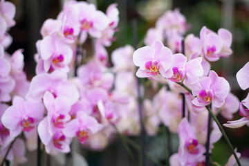 Fototapeta na wymiar Bright beautiful spring flower orchid on the background of nature and white light