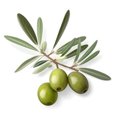 Olive twig with several olives