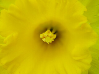 Yellow daffodils close up. Daffodil, Narcissus pseudonarcissus with water drops