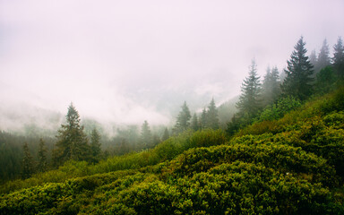 Amazing panoramic landscape mountain forests covering with a lot of fog after rain.