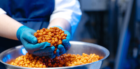 Worker packs wild yellow sea buckthorn berry for making drinks and vitamins. Industry food factory banner.