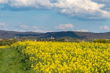 Rapsfeld in Franken mit Castell im Hintergrund