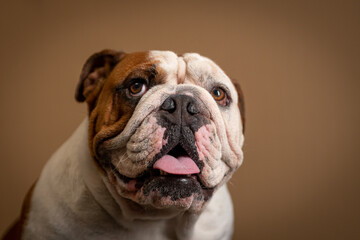 Fototapeta premium Bulldogue ingles em fundo marrom 