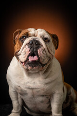 Bulldogue ingles em fundo marrom 