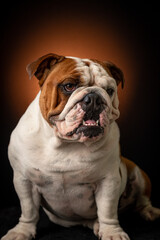 Obraz premium Bulldogue ingles em fundo marrom 