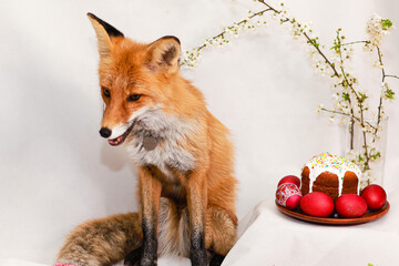 Red fox, Easter cake and Easter eggs