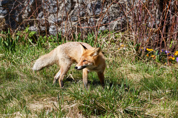 red fox in the wild