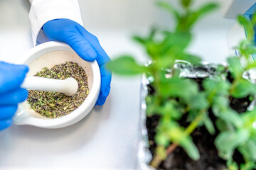 crushing herbs with a mortar. genetic research in a scientific biochemical laboratory