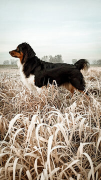 Owczarek australijski (typ amerykański) Australian Shepherd dog