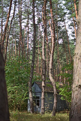 Obraz premium old, abandoned, wooden building in the forest
